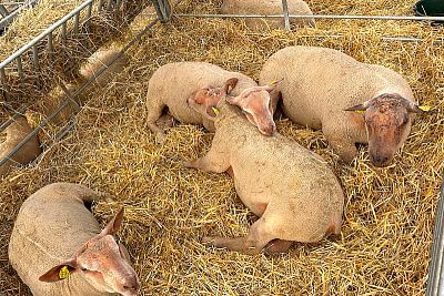 Udział w Sommet de l'Elevage 2023