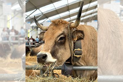 Udział w Sommet de l'Elevage 2023