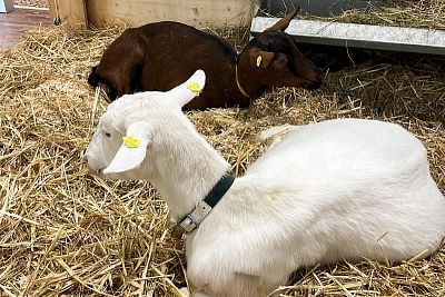 Udział w światowych targach EuroTier 2022