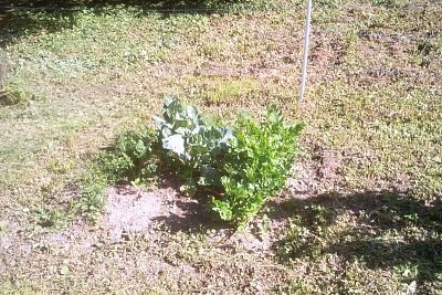 "Używamy ogrodzeń elektrycznych do ochrony naszych upraw przed jeleniami"

mówi Mirek Dokoupil