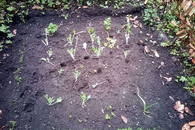 "Używamy ogrodzeń elektrycznych do ochrony naszych upraw przed jeleniami"

mówi Mirek Dokoupil