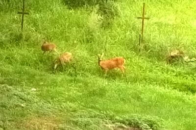 "Używamy ogrodzeń elektrycznych do ochrony naszych upraw przed jeleniami"

mówi Mirek Dokoupil