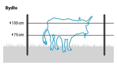 W przypadku bydła należy zainstalować 2 przewody na wysokości 75 i 105 cm.