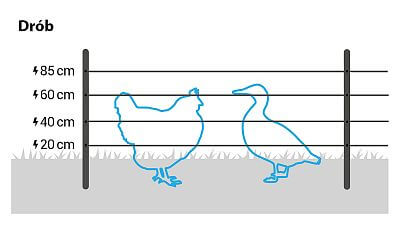 W przypadku drobiu należy zainstalować 4 przewody na wysokości 20, 40, 60 i 85 cm. W razie potrzeby można skorzystać z naszych siatek do ogrodzeń elektrycznych dla drobiu.