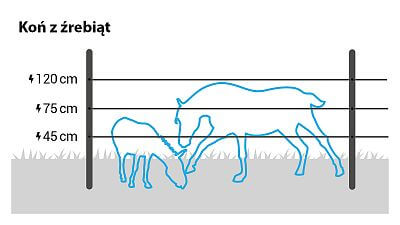 W przypadku koni z źrebakami należy zainstalować 3 taśmy na wysokości 45, 75 i 120 cm.