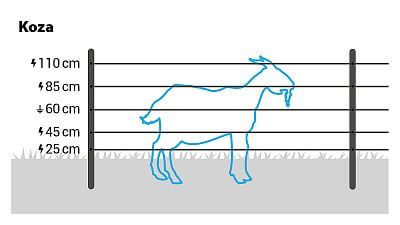 W przypadku kóz należy zainstalować 5 linek na wysokości 30, 45, 60, 80 i 105 cm.