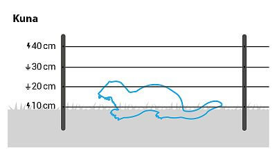 W przypadku kun i wydr należy zainstalować 4 przewody na wysokościach 10, 20, 30 i 40 cm.