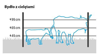 W przypadku małego bydła z cielętami należy zainstalować 3 przewody na wysokości 45, 65 i 95 cm.