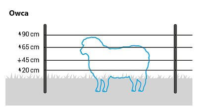 W przypadku owiec zainstaluj do 5 linek na wysokości 25, 45, 65 i 90 cm. W razie potrzeby skorzystaj z naszej sieci ogrodzeń elektrycznych dla owiec.