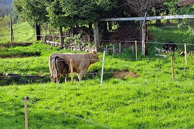 Widok na ogród i ogrodzone pastwisko dla krów bezpośrednio przy ogrodzie