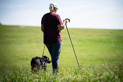 Zawody w kontroli owiec za pomocą psów pasterskich na farmie JJPav