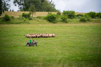 Zawody w kontroli owiec za pomocą psów pasterskich na farmie JJPav