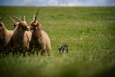 Zawody w kontroli owiec za pomocą psów pasterskich na farmie JJPav