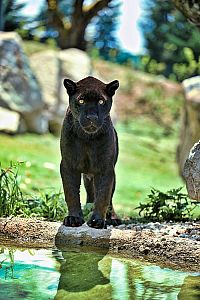 Smart Farm w Zoo Zlín III.: Kontynuacja udanej współpracy - Jaguar Trek