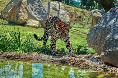 Smart Farm w Zoo Zlín III.: Kontynuacja udanej współpracy - Jaguar Trek